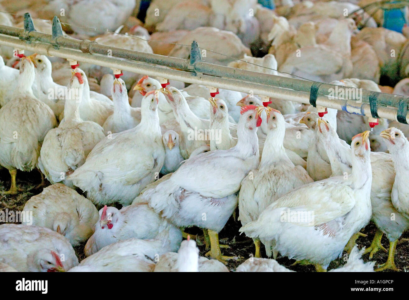 Geflügelfarm, Hühner Trinkwasser, California Stockfoto