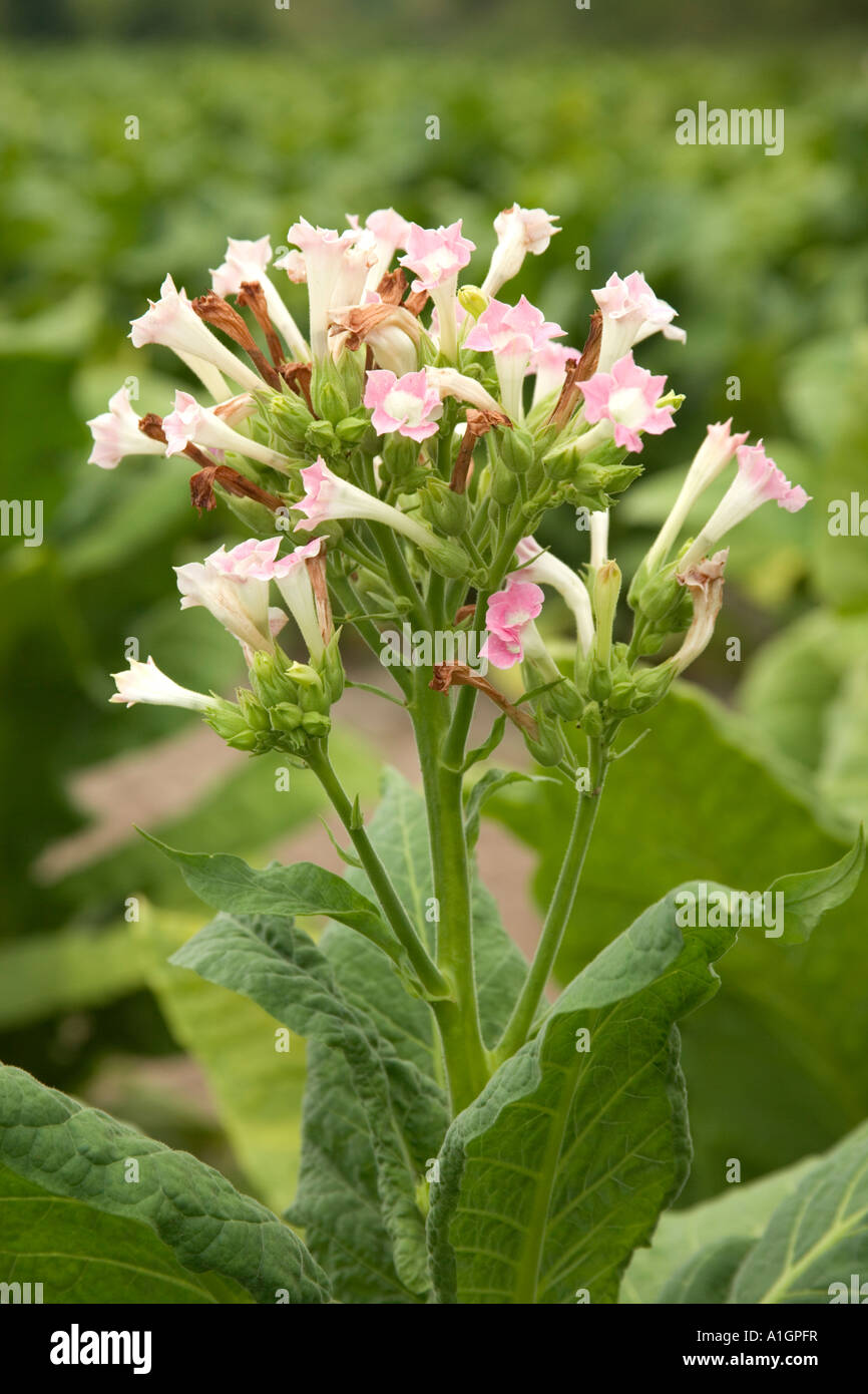 Tabakpflanze Blüte, Stockfoto