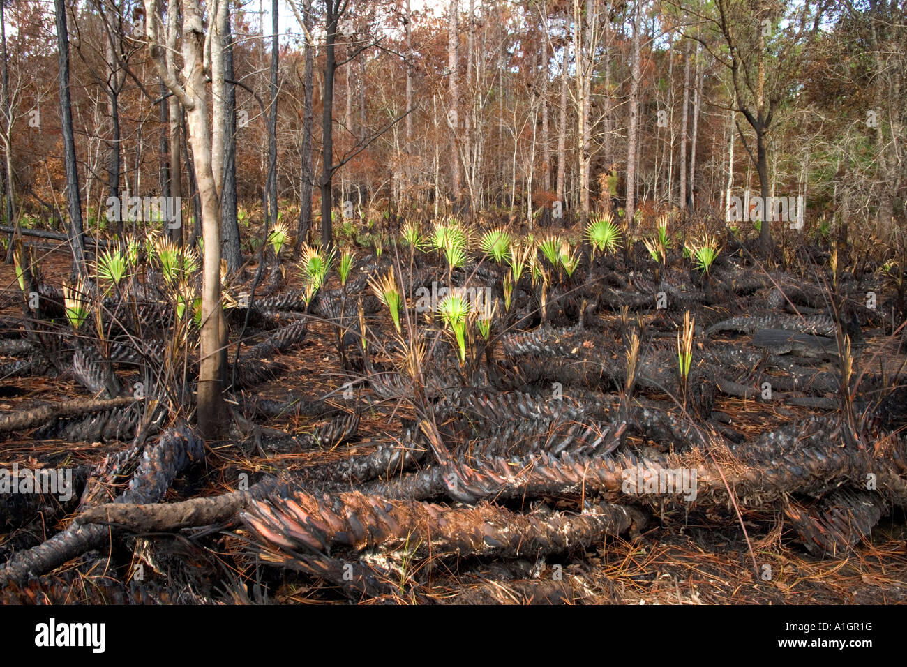 Kontrollierte vorgeschriebene brennen, regenerierende Wald, Saw Palmetto, Florida Stockfoto