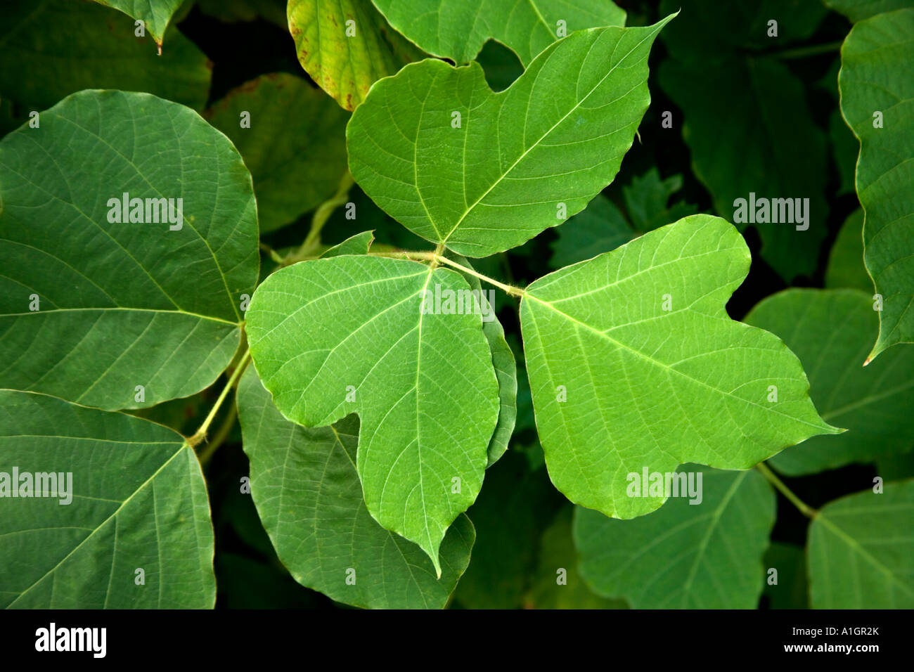 Blätter des Weinstocks Kudzu, Florida Stockfoto