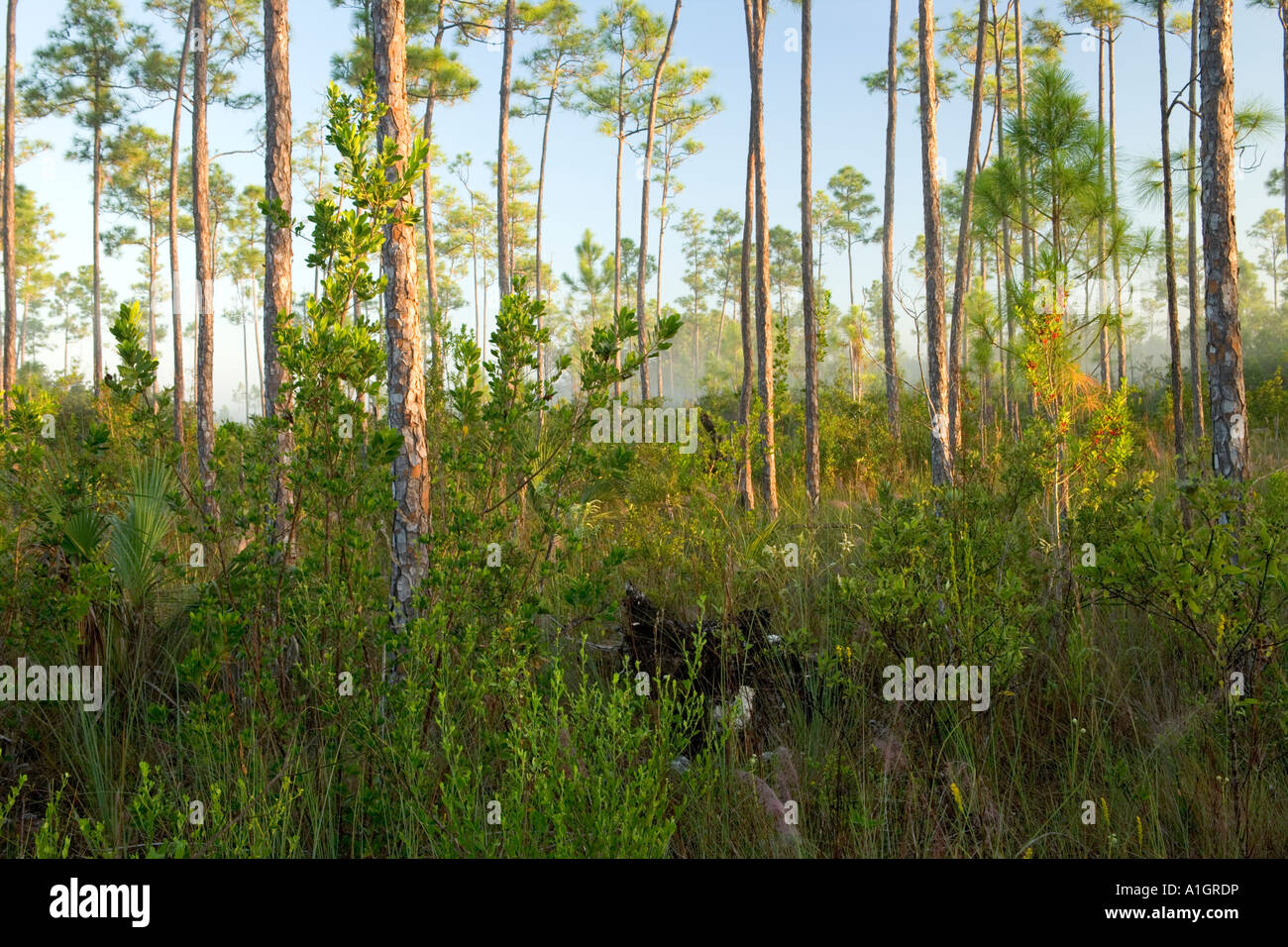 Yellow Pine Forest Everglades National Park. Stockfoto