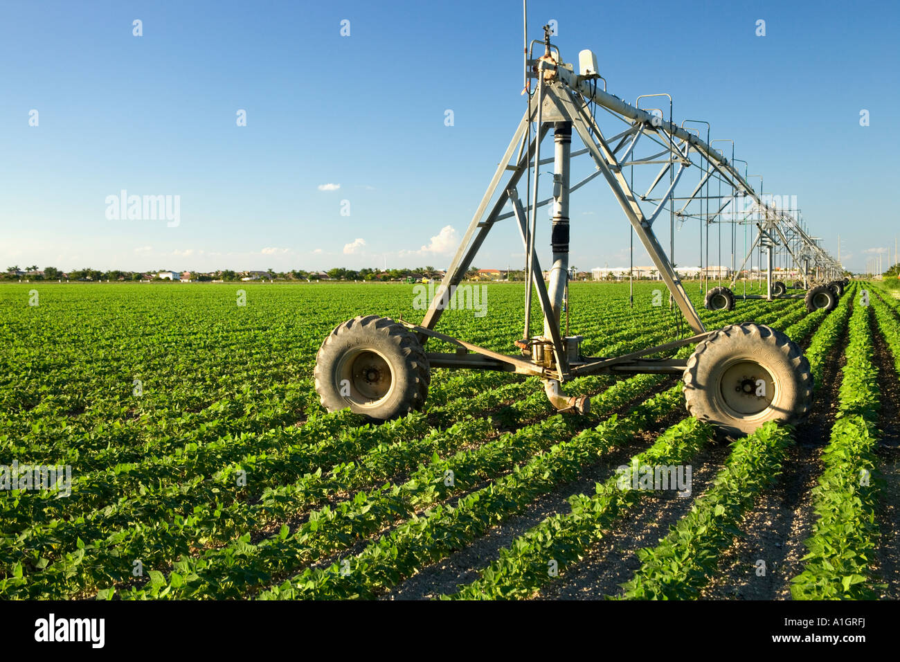 Pivot-Bewässerung, Homestead, Redland landwirtschaftlichen Bereich, Florida Stockfoto