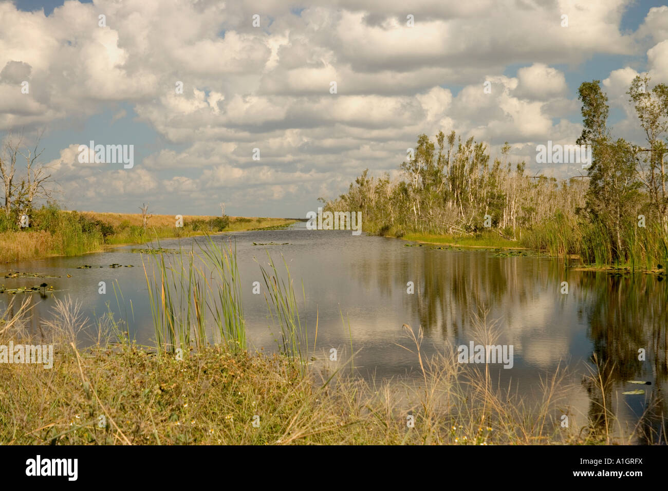 Wasserstraße, Tote Melaleuca Bäume. Stockfoto