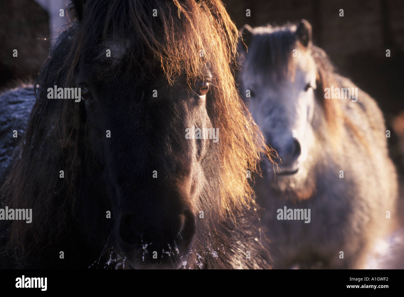 Zwei Ponys in ihre frostigen dicken Wintermäntel Stockfoto