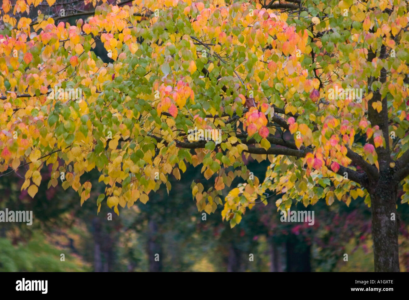 Oktober Laub der Orangen, gelb- und Rottöne in Seattle Stockfoto