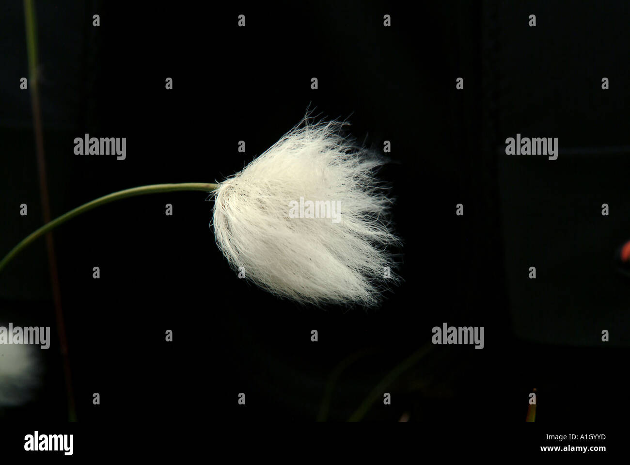 Beugte sich über flauschige Blume auf einem schwarzen Hintergrund Stockfoto