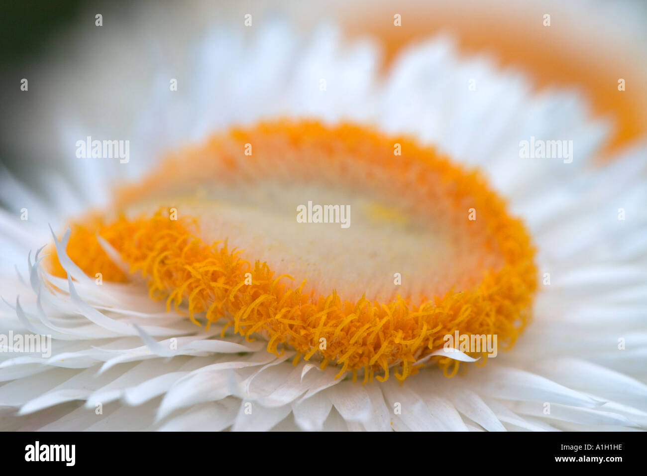 Seitenansicht eines Daisy mit und orange center Stockfoto