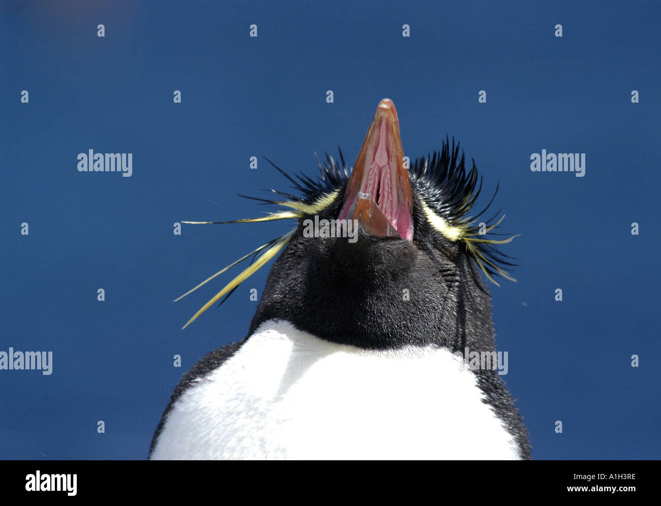 Pinguin Rock Hopper ein häufiger Pinguin-Nester auf den Falkland-Inseln Stockfoto