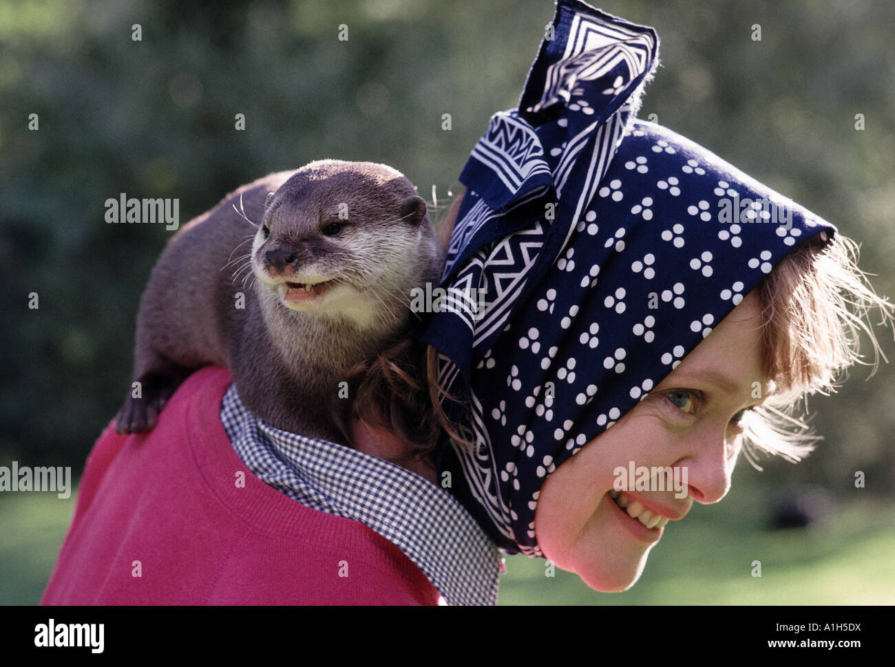 Pet otter -Fotos und -Bildmaterial in hoher Auflösung – Alamy
