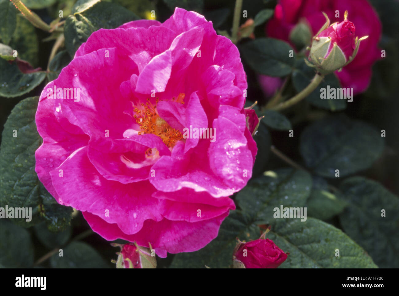 Nahaufnahme von einem Rosa Gallica Officinalis Apothecarys stieg im Juni Stockfoto