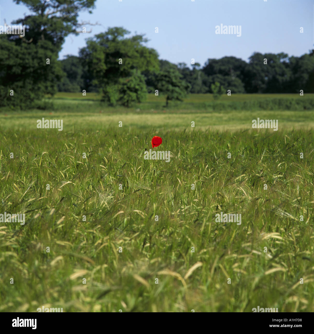 Ein einzelnes scharlachroten Mohn mitten in einem Feld von wachsender Gerste am Hunworth North Norfolk Stockfoto