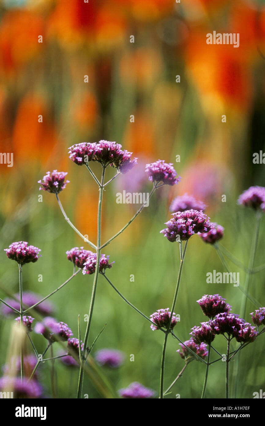 Verbena Bonariensis Purpletop Stockfoto