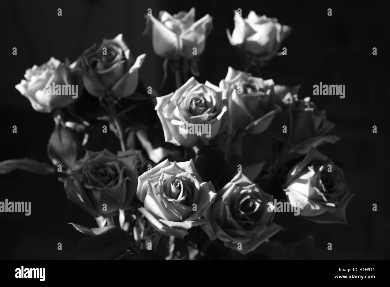 Rosen in schwarz / weiß Stockfoto