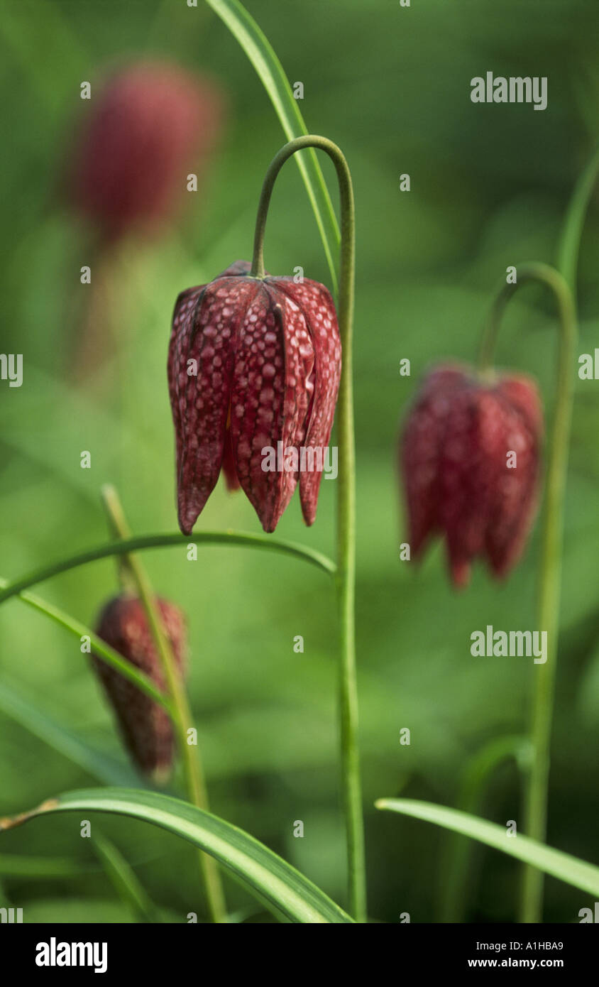 Blüten von Fritillary Meleagris Schlange s Kopf Fritillary hängen ihre Kopf s in typischer Manier im März in Nymans Garden Stockfoto