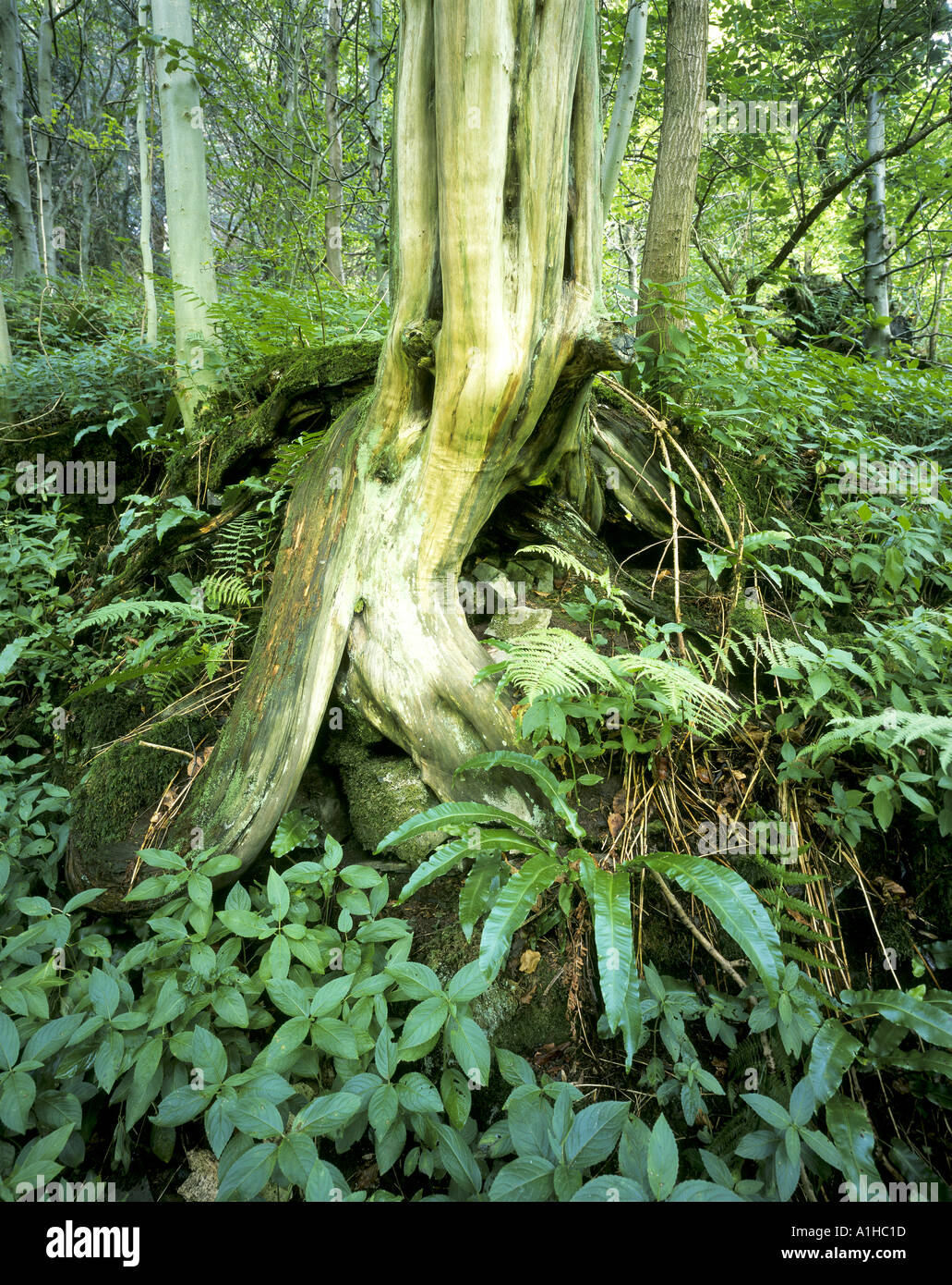 Ein Baumstumpf, umgeben von Farnen und dergleichen im Ilam Park Stockfoto