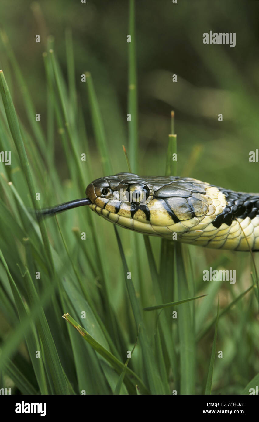 Nahaufnahme des Kopfes und der Zunge eine Ringelnatter Natrix natrix Stockfoto