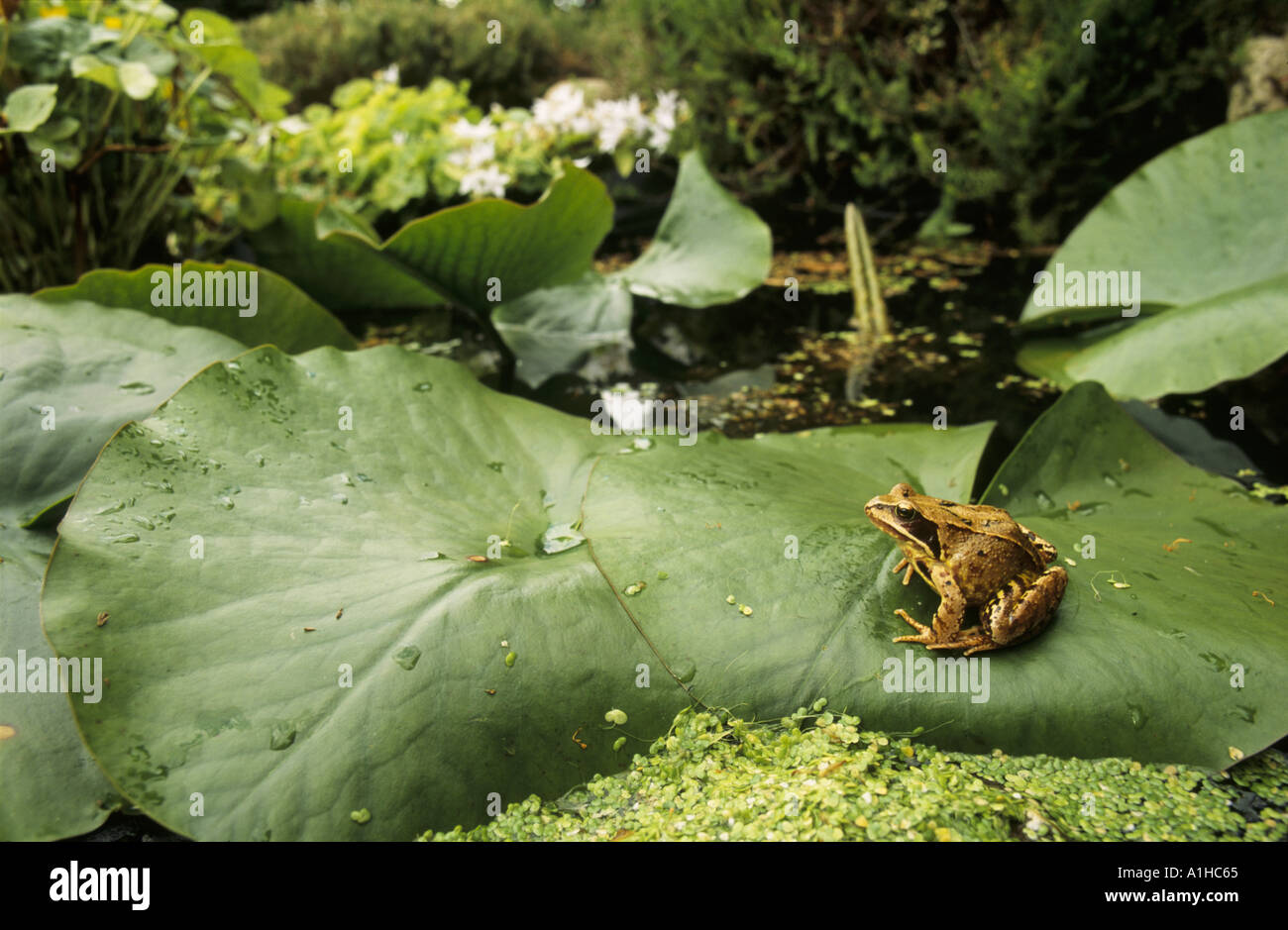 Ein Grasfrosch, Rana temporaria Stockfoto