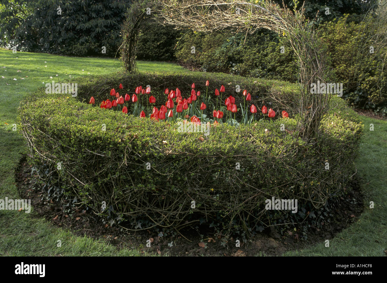 Rote Tulpen wachsen in eine riesige Hand legen gebildet aus Absicherung in Nymans Garden Stockfoto