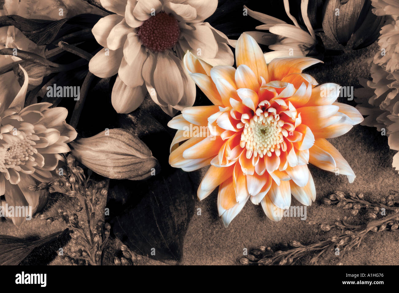 Blumenstilleben Farbe Sepia getönten aufgeteilt Stockfoto