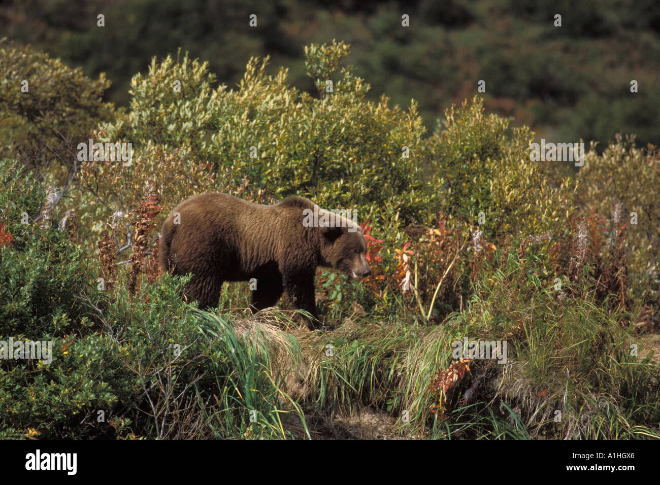 Braunbär Ursus Arctos Grizzly Bär Ursus Horribils tragen zu Fuß entlang