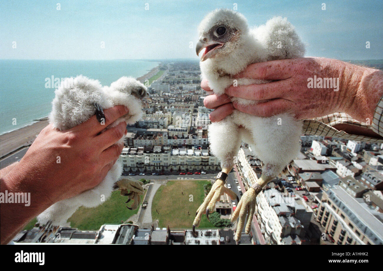 Wanderfalke Küken Falco Peregrinus statt über ein Stadtbild. Stockfoto