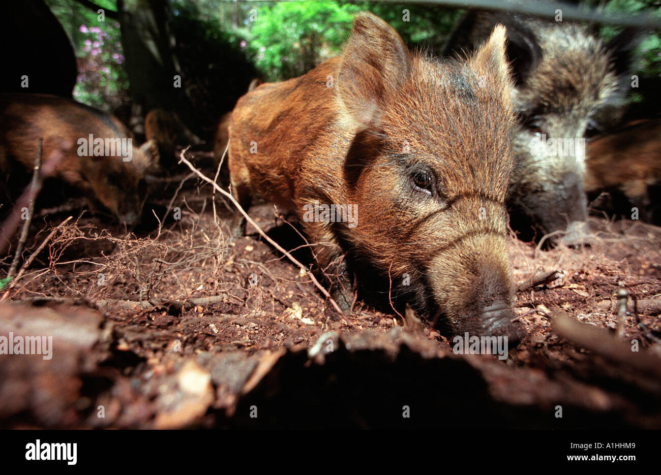 Junge Wildschweine Rodung für Lebensmittel in einem Wald in Hampshire, England. Stockfoto