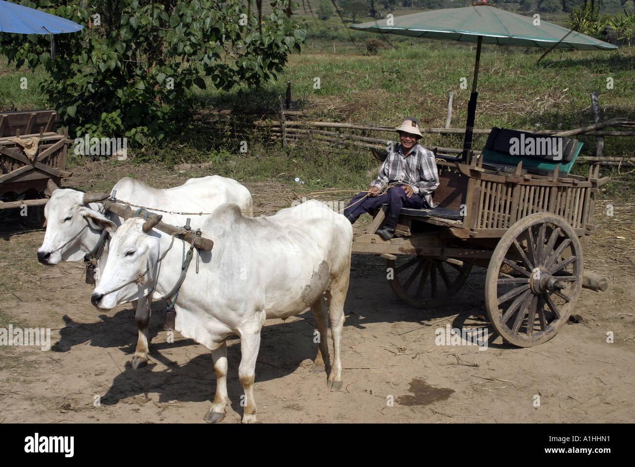 Ochsen gezogenen Wagen mit Fahrer im nördlichen Thailand Asien Stockfoto