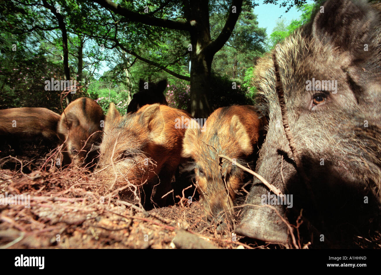 Ein Wildschwein Familie Rodung für Lebensmittel in einem Wald in Hampshire, England. Stockfoto