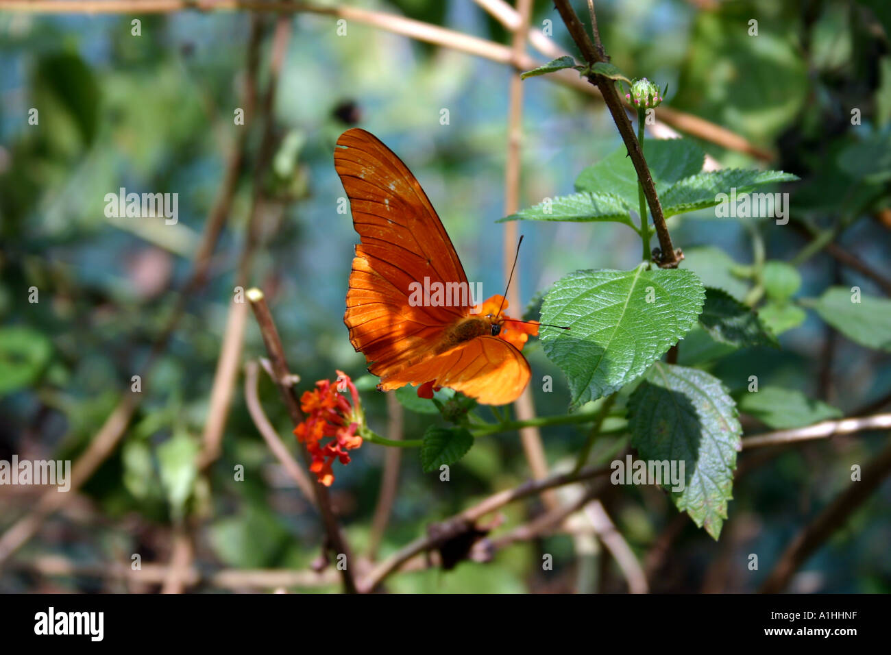 Orange Schmetterling Stockfoto