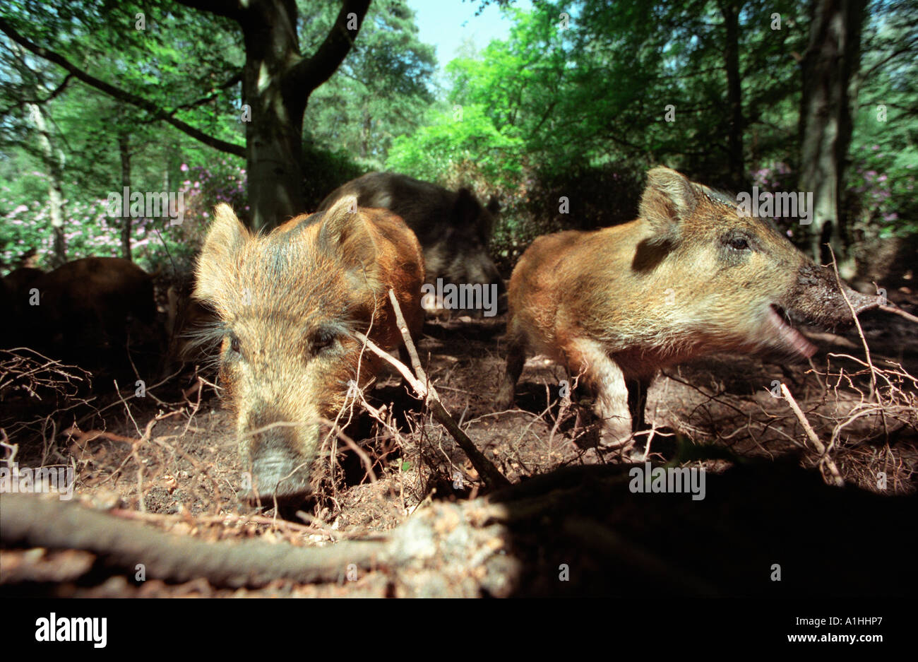 Zwei junge Wildschweine Rodung für Lebensmittel in einem Wald in Hampshire, England. Stockfoto