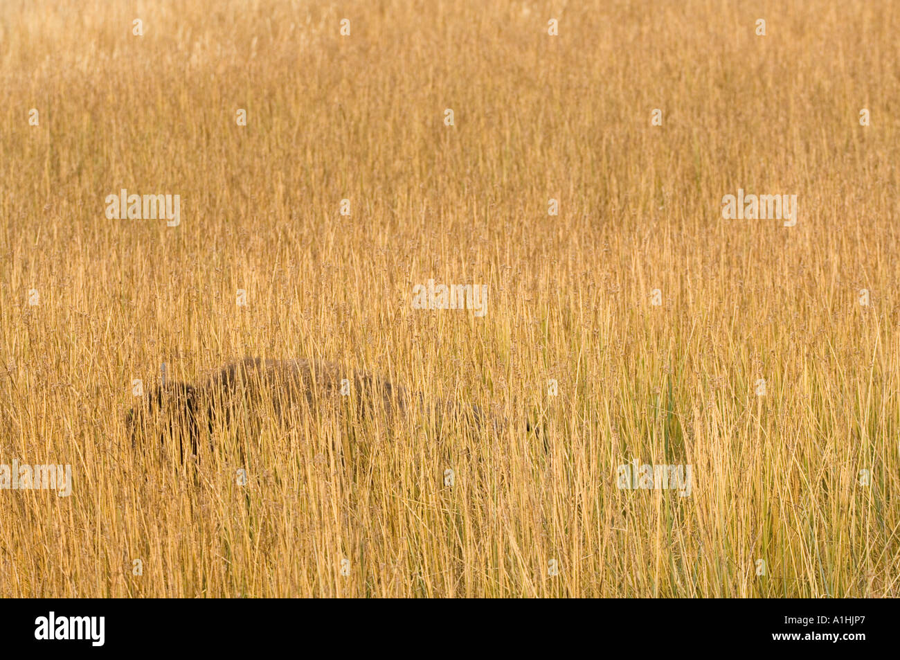North American Bison (Bison Bison) versteckt von Grass, Yellowstone-Nationalpark, Wyoming, USA Stockfoto