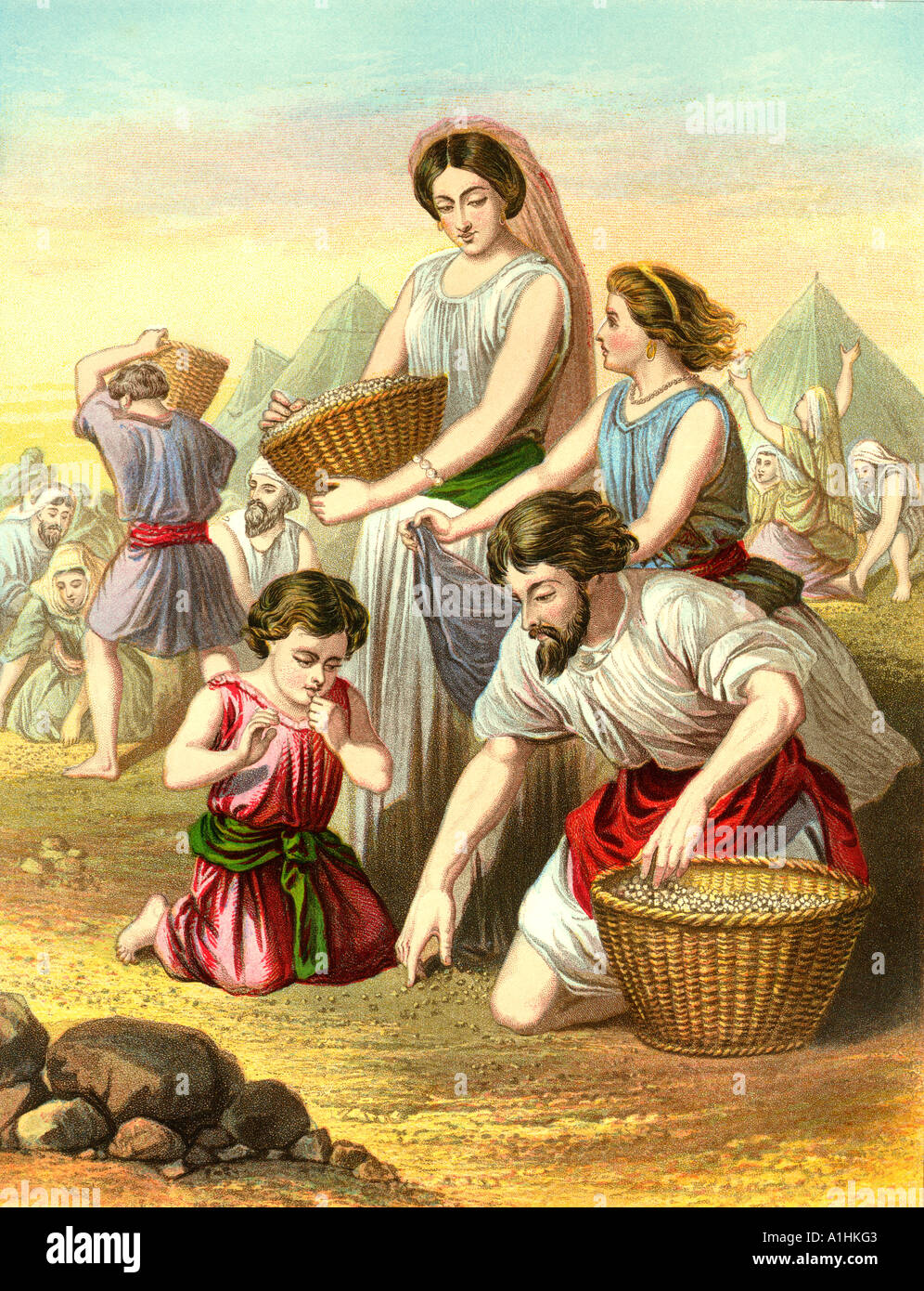 Manna Und Wachteln manna-und-wachteln