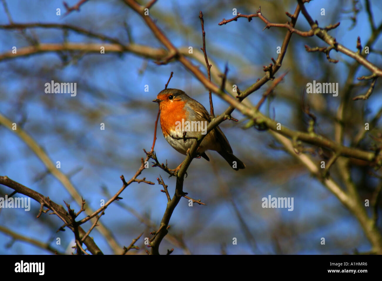 Britische Robin mit einer leuchtend roten Brust thront auf einem Ast eines Baumes Stockfoto