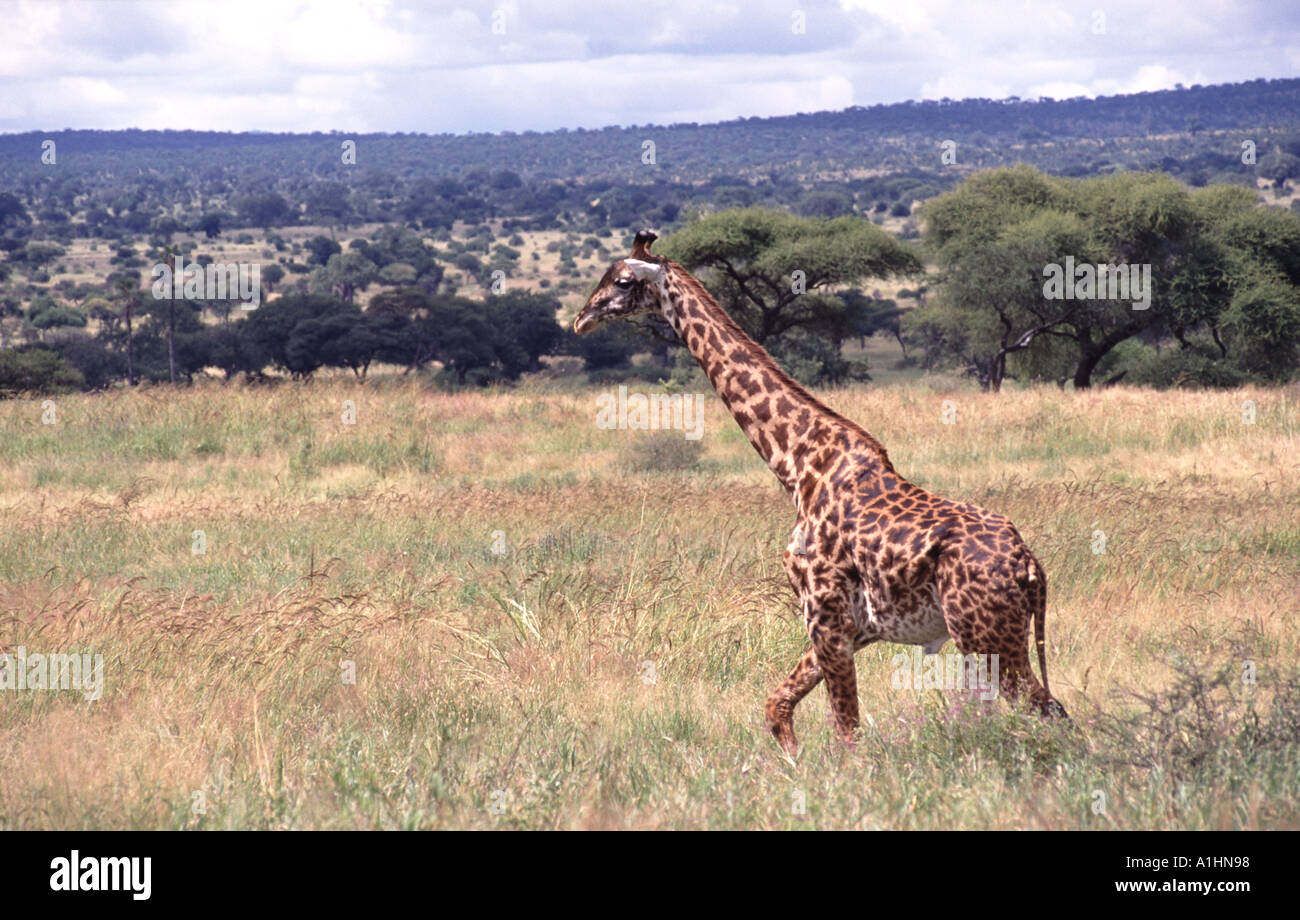 Giraffe-Tansania Stockfoto