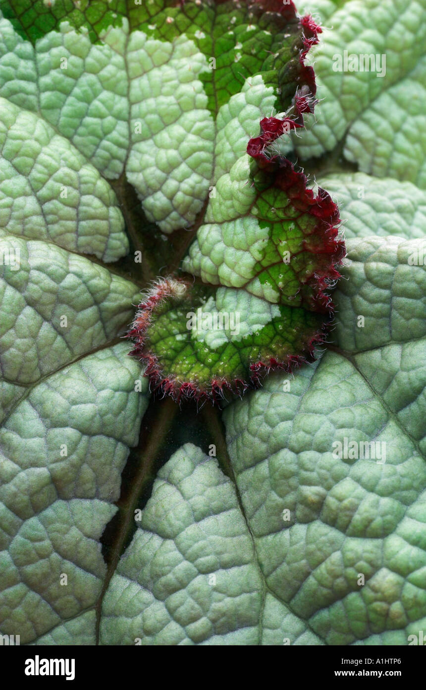 Begonie "Kapitän Nemo" Stockfoto