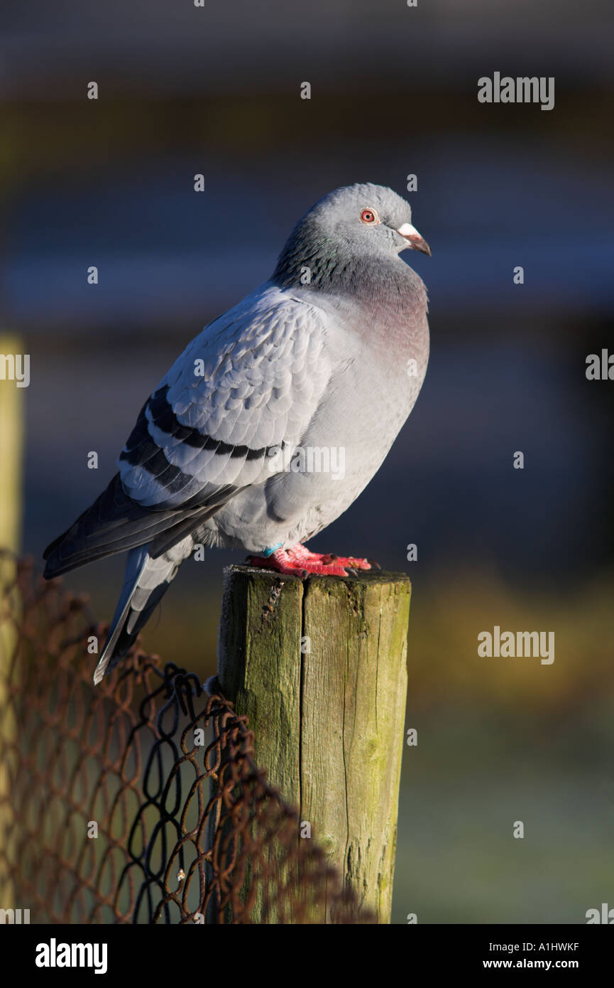 Wilde Taube Columba livia Stockfoto