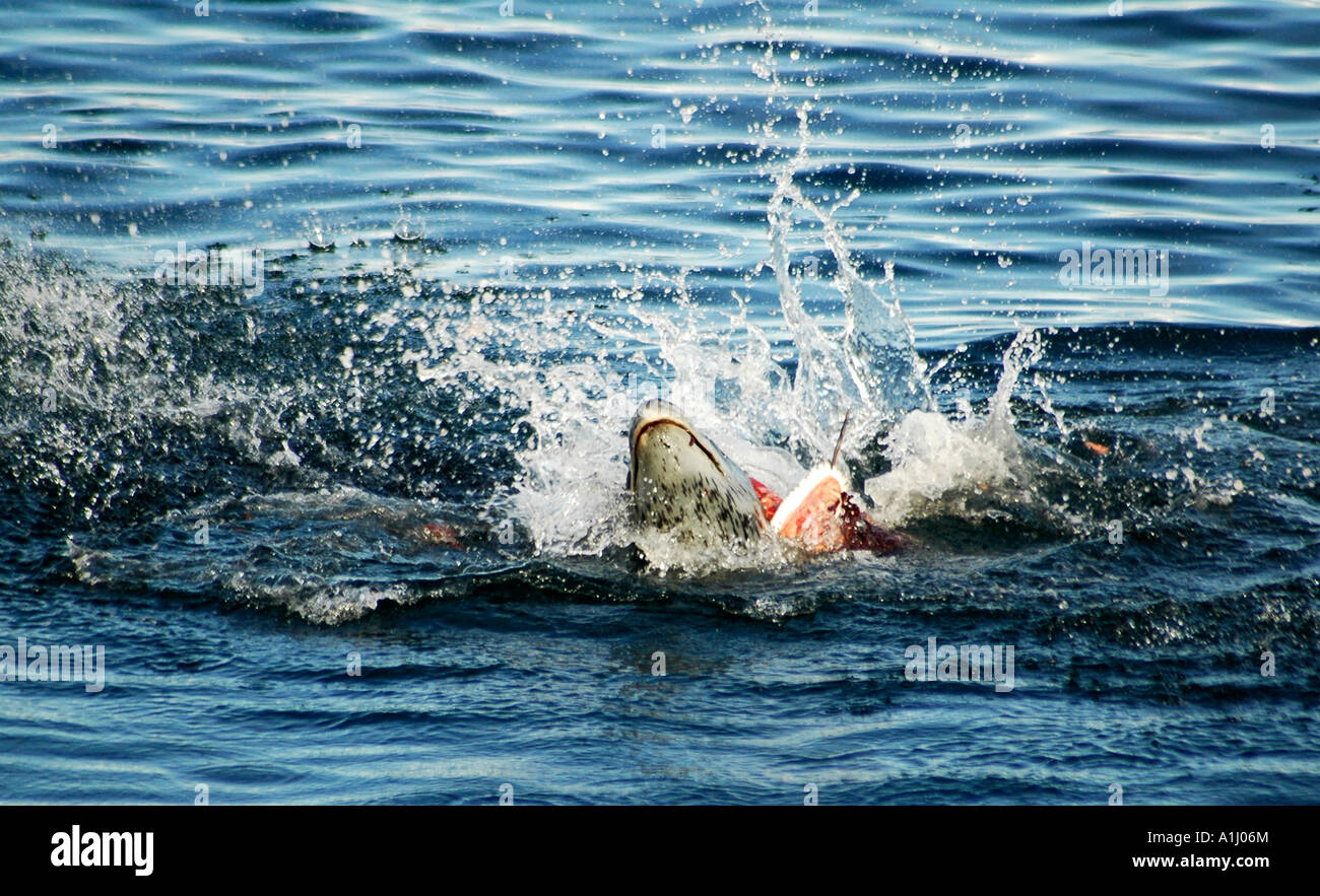 Leopard seal Essen Gentoo Pinguin, Antarktis. Stockfoto