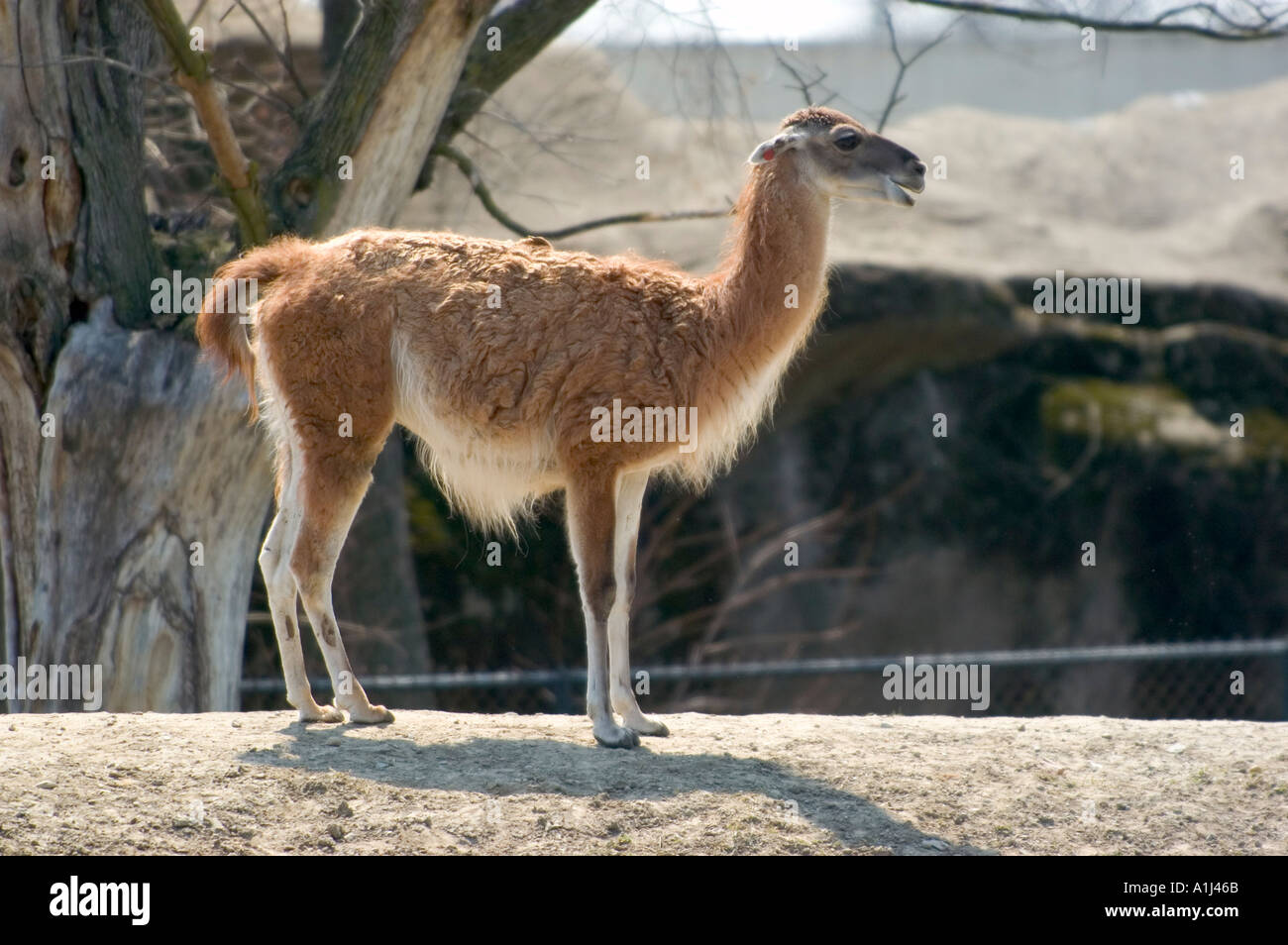 Lamas auf dem Display an der Detroit Zoo Stockfoto