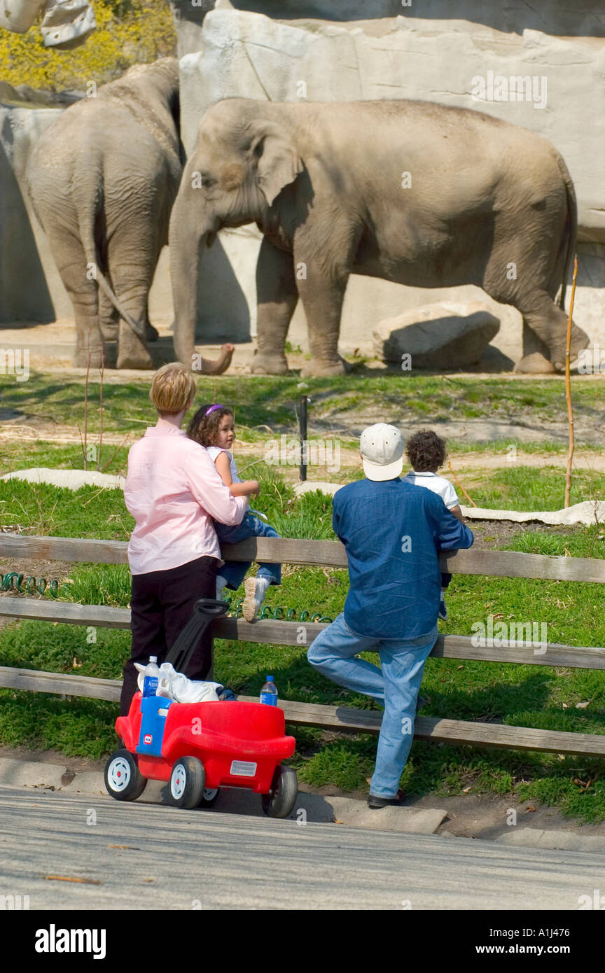 Familie Uhren Elefanten im Zoo von Detroit Stockfoto