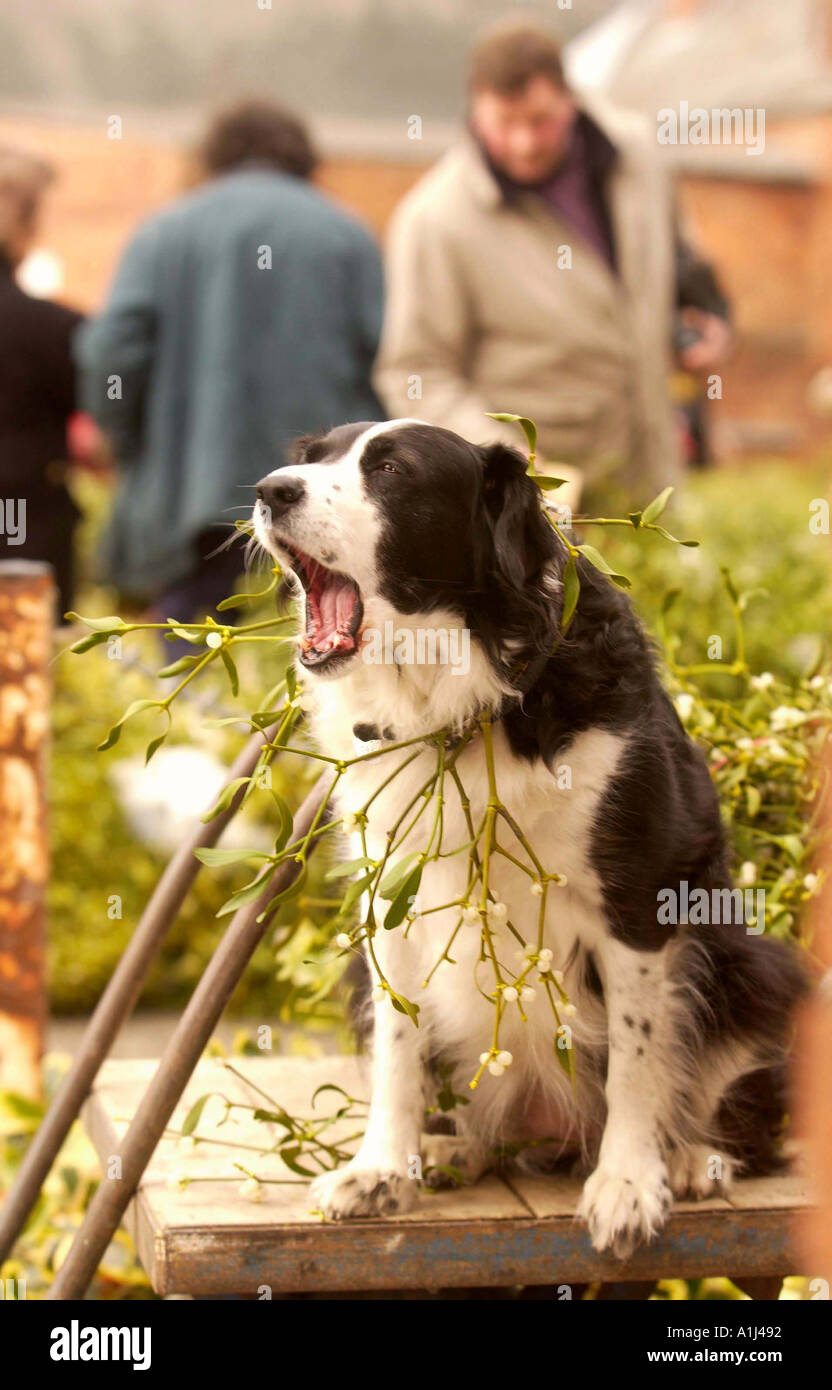 CHRISTMAS HOLLY UND MISTEL VERSTEIGERT BRIGHTWELLS IN TENBURY WELLS UK Stockfoto