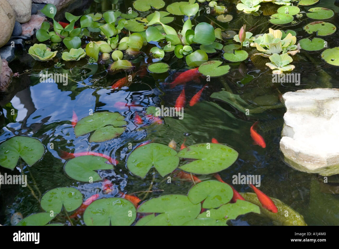Shubunkin goldfisch Fotos und Bildmaterial in hoher Auflösung Alamy