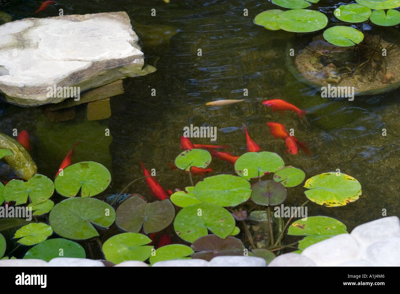 Goldfisch shubunkin Fotos und Bildmaterial in hoher Auflösung Alamy