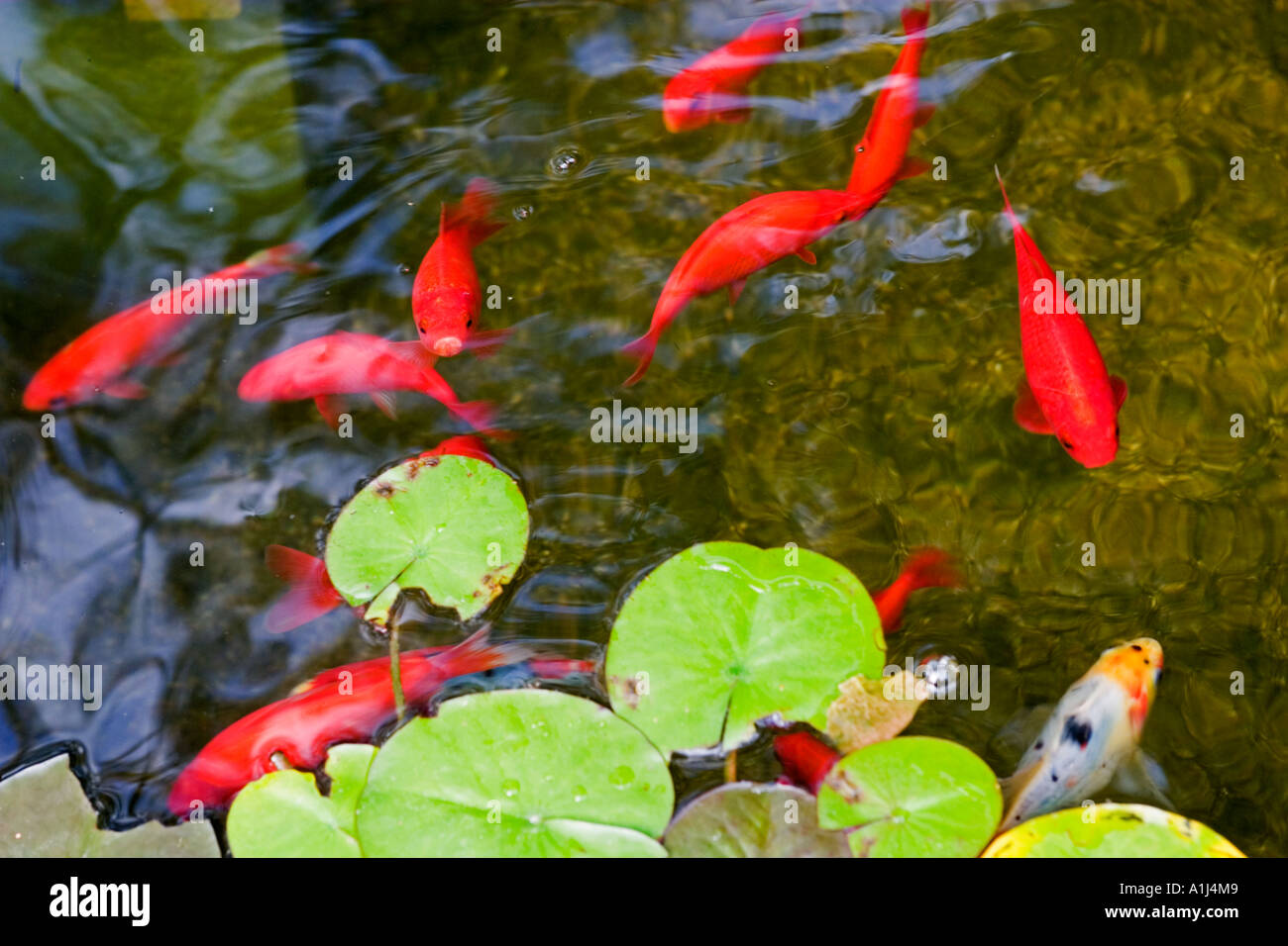 Goldfisch shubunkin Fotos und Bildmaterial in hoher Auflösung Alamy