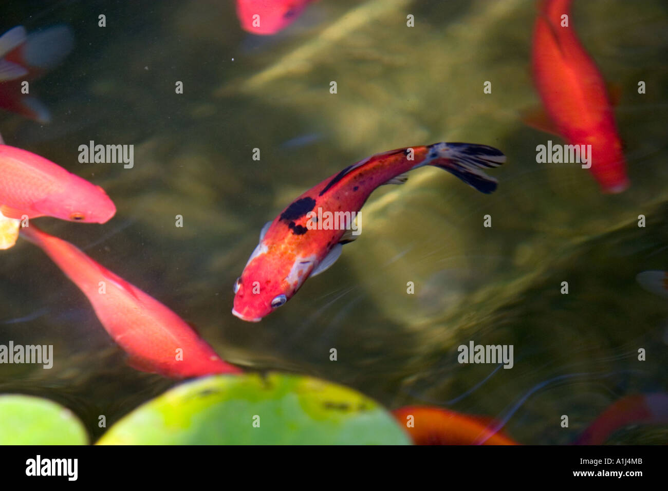 Komet goldfisch Fotos und Bildmaterial in hoher Auflösung Alamy