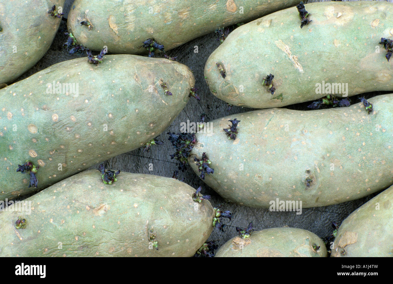 Kartoffeln Kartoffeln vor dem Einpflanzen, Ratte Salat, Gemüse Stockfoto