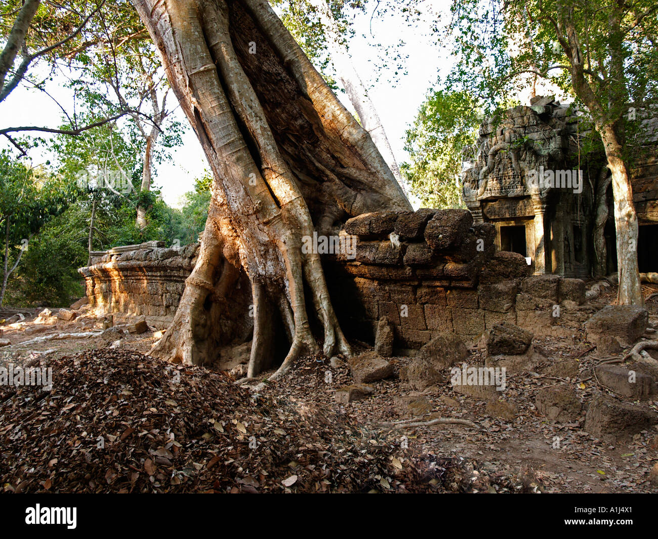 Ta Prohm Tempel Angkor Kambodscha Stockfoto