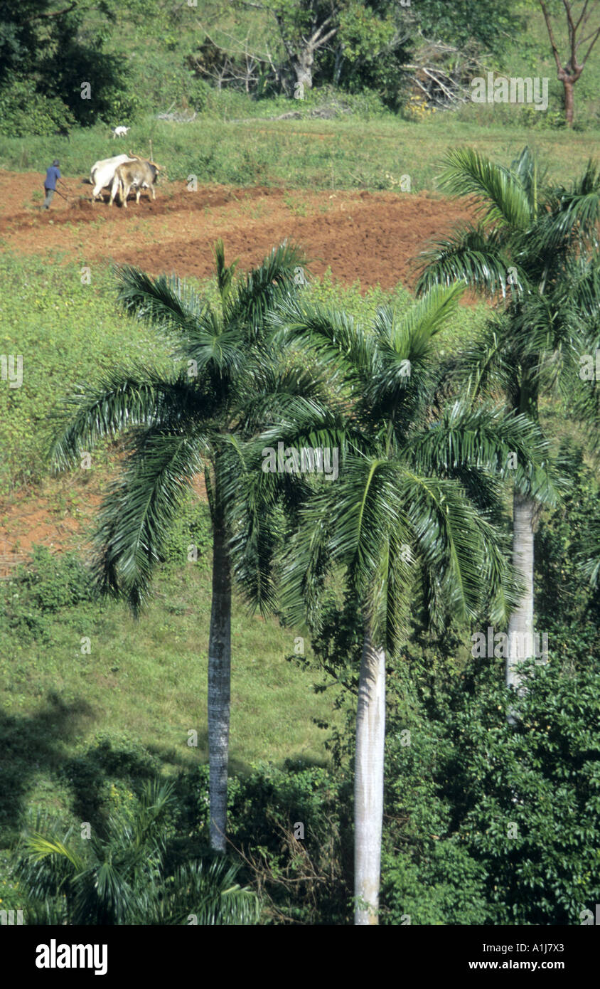 Kuba. Das Vinales Tal. Pflügen Bauer mit seinen zwei Ochsen unter Palmen Stockfoto