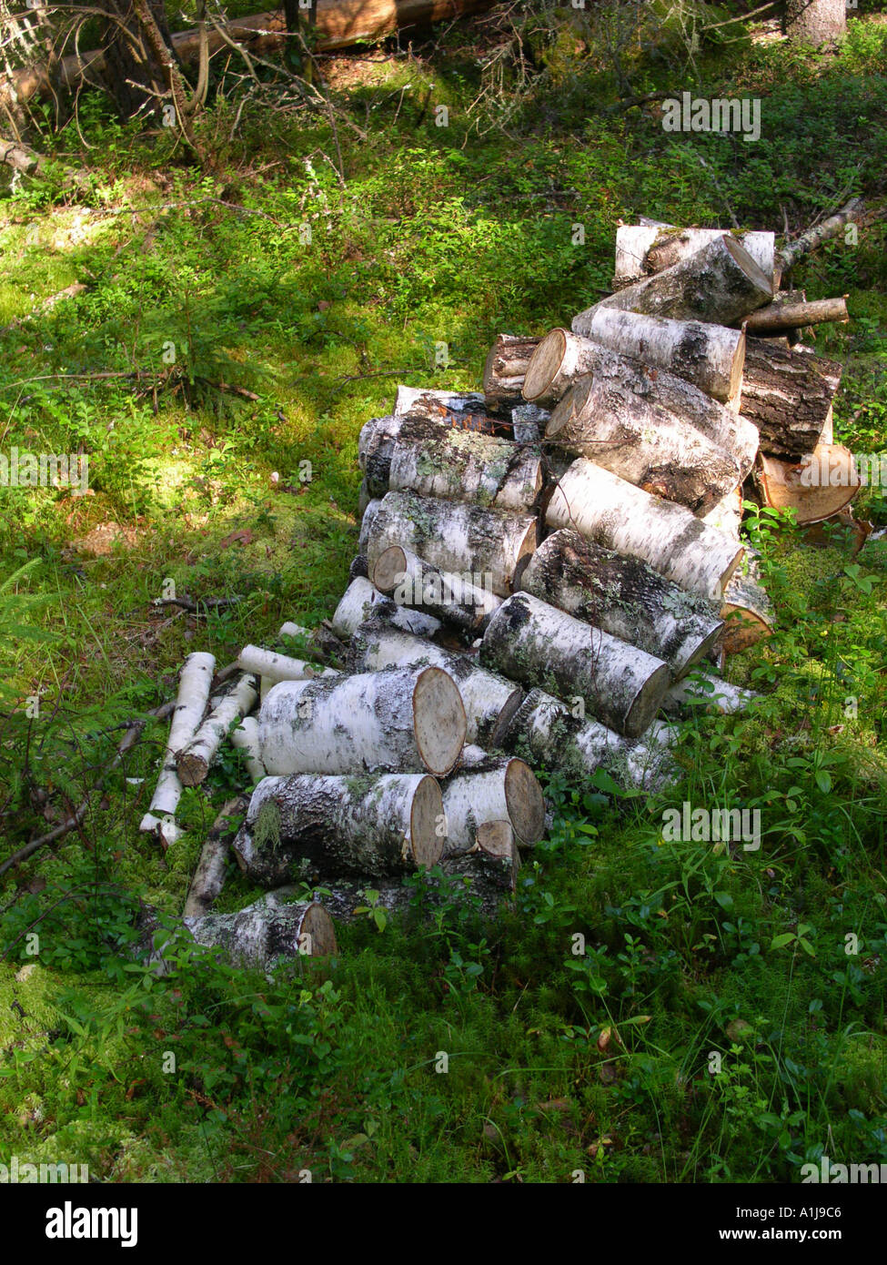 Schweden Sommer 2003 Haufen Birke meldet sich in den Wald bereit zum Brennen im Winter Feuer Stockfoto