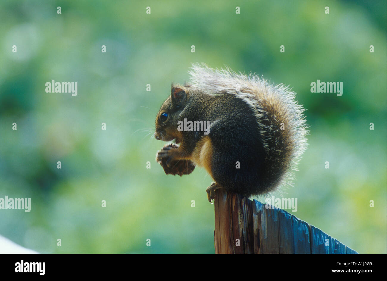 Douglas Eichhörnchen Tamiasciurus Douglastii Washington State USA Stockfoto