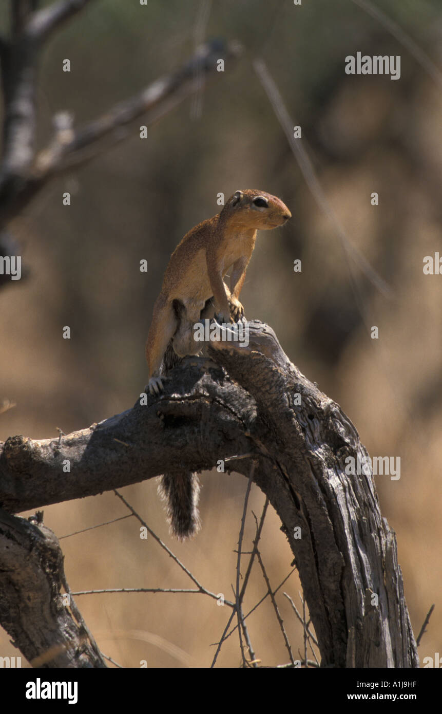 Ungestreifte Grundeichhörnchen Xerus Rutilus Kenia Stockfoto